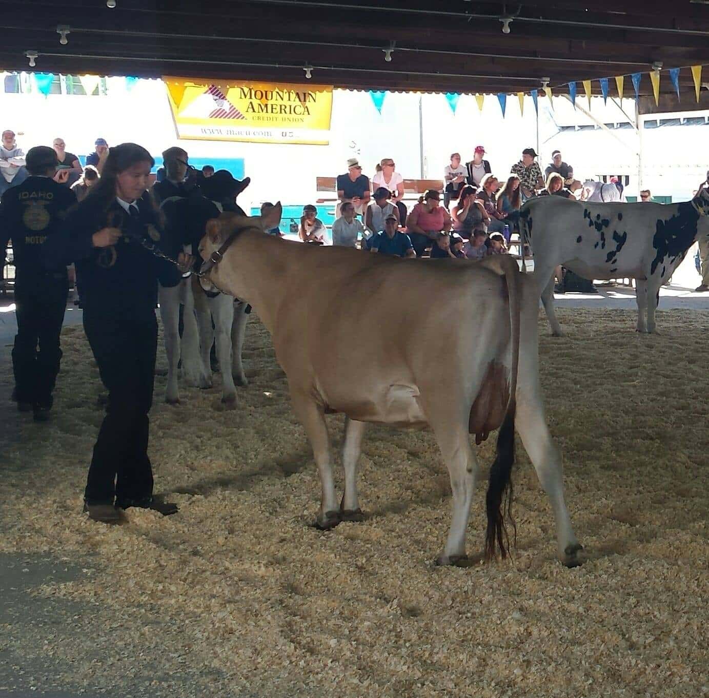 Homepage Meridian Dairy Days